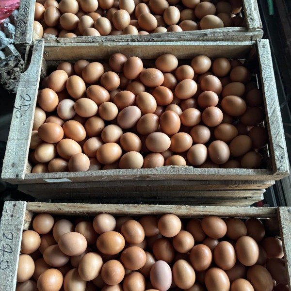 Telur Ayam